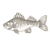 Yellow Perch 2