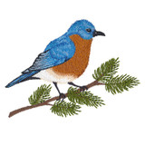 Winter Bluebird