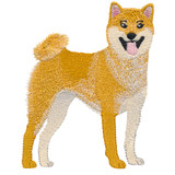 Shiba Inu | 12826-12