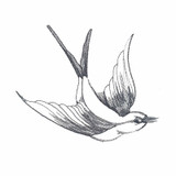 Swooping Swallow