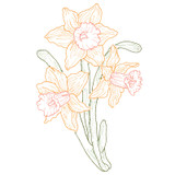Daffodils | 82029-15