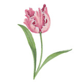 Tulip 1 | 80339-03