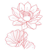 Lotus Bloom