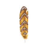 Watercolor Feather 5