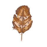 Watercolor Feather 8