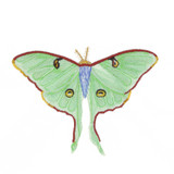 Luna Moth | 12920-10