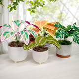 Freestanding Houseplants 2