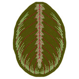 Maranta Leuconeura Medium Leaf FSA