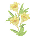 Antarctica - Pearlwort