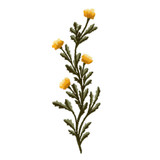 Heirloom Marigolds 3