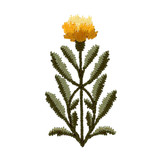 Heirloom Marigolds 5