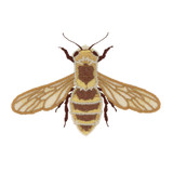 Bee Bottom Wings & Body