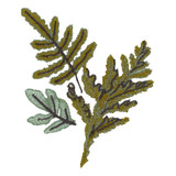 Spruce Leaves 1