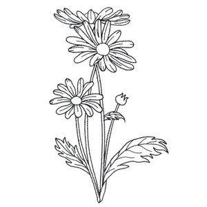 Daisies Medium