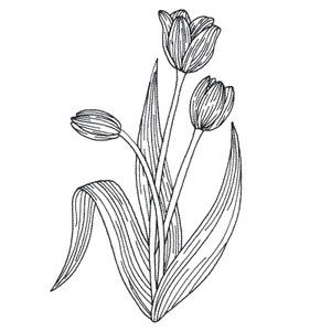 Tulips Medium