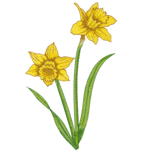 Daffodil | 82022-24