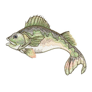 Yellow Perch 1
