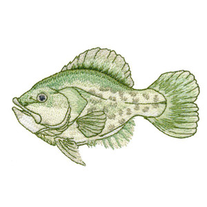Crappie 1