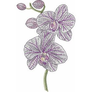 Orchid | 12379-49