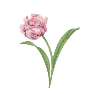 Tulip 3 | 80339-05