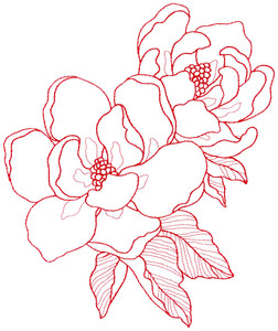 Magnolia Blooms