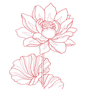 Lotus Bloom