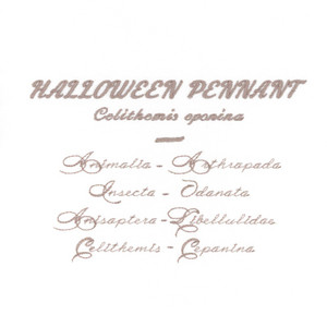 Halloween Pennant Scientific Names