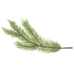 Pine Accent 1