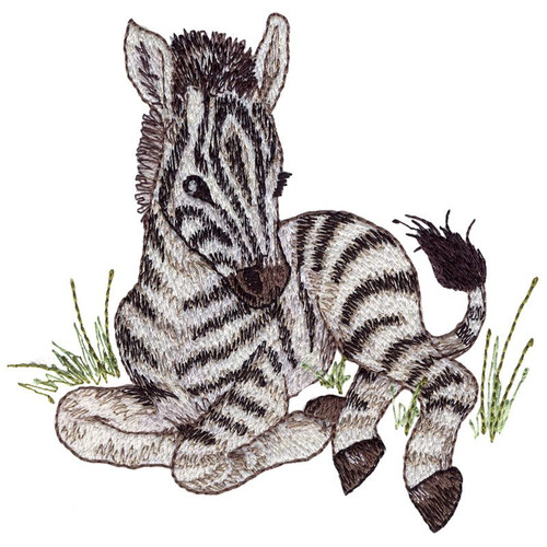 Zebra Foal