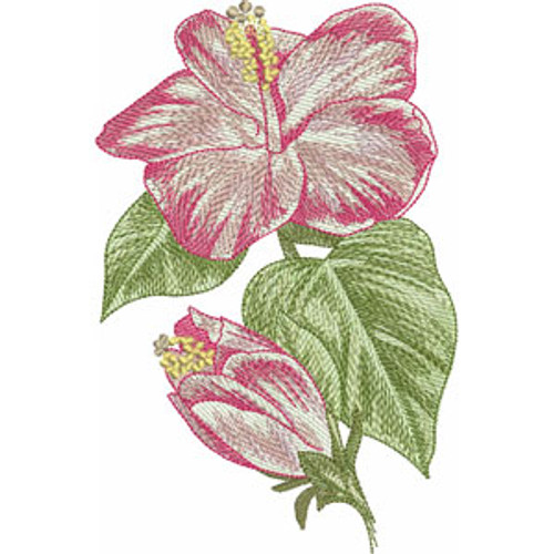 Hibiscus | 12379-29