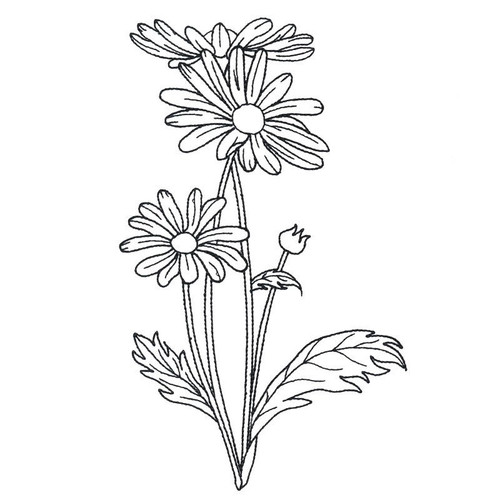 Daisies Medium