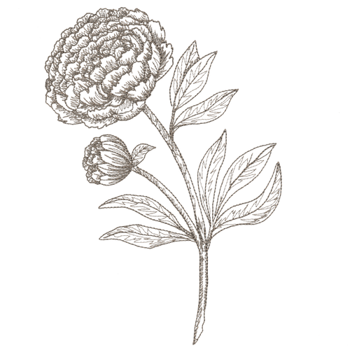 Peony Linework