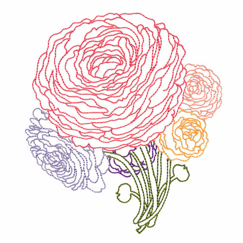 Ranunculus 2