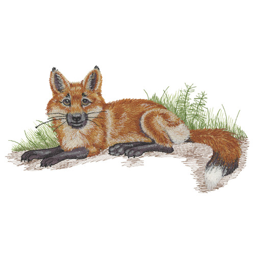 Young Fox