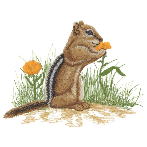 Young Chipmunk