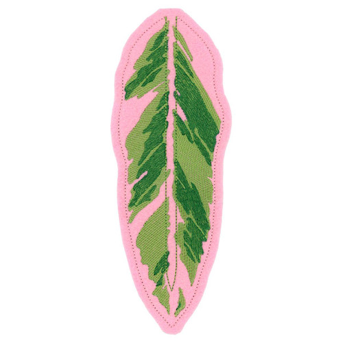 Triostar Stromanthe Large Leaf FSA