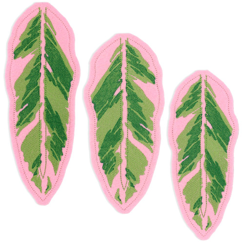 Freestanding Houseplants Triostar Stromanthe