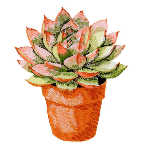 Potted Succulent 2