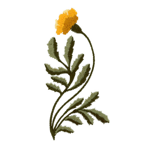 Heirloom Marigolds 1