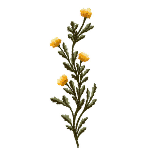 Heirloom Marigolds 3