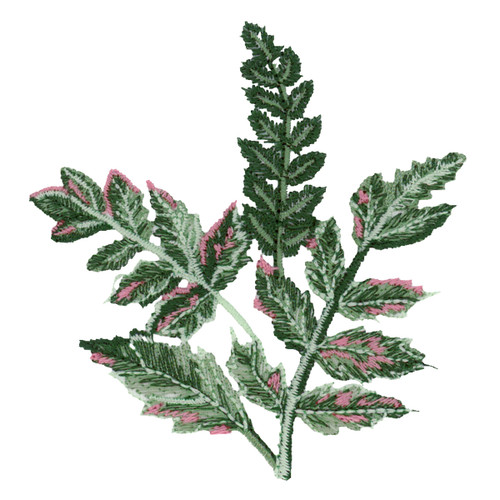 Spruce Leaves 2
