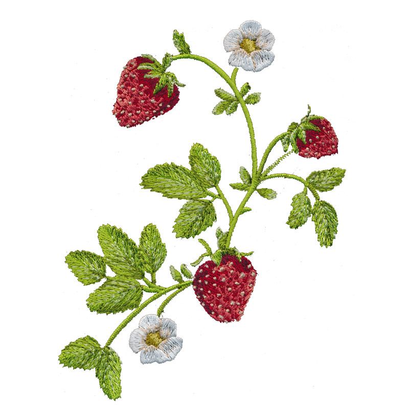 Strawberry Vines 1