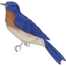 Backyard Birds