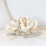 Cauliflower Coral #3951