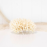  Birdsnest Coral  #4535