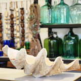 Giant Clam Shell 87cm #4986