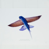 Tallfin Flying Fish Print 
