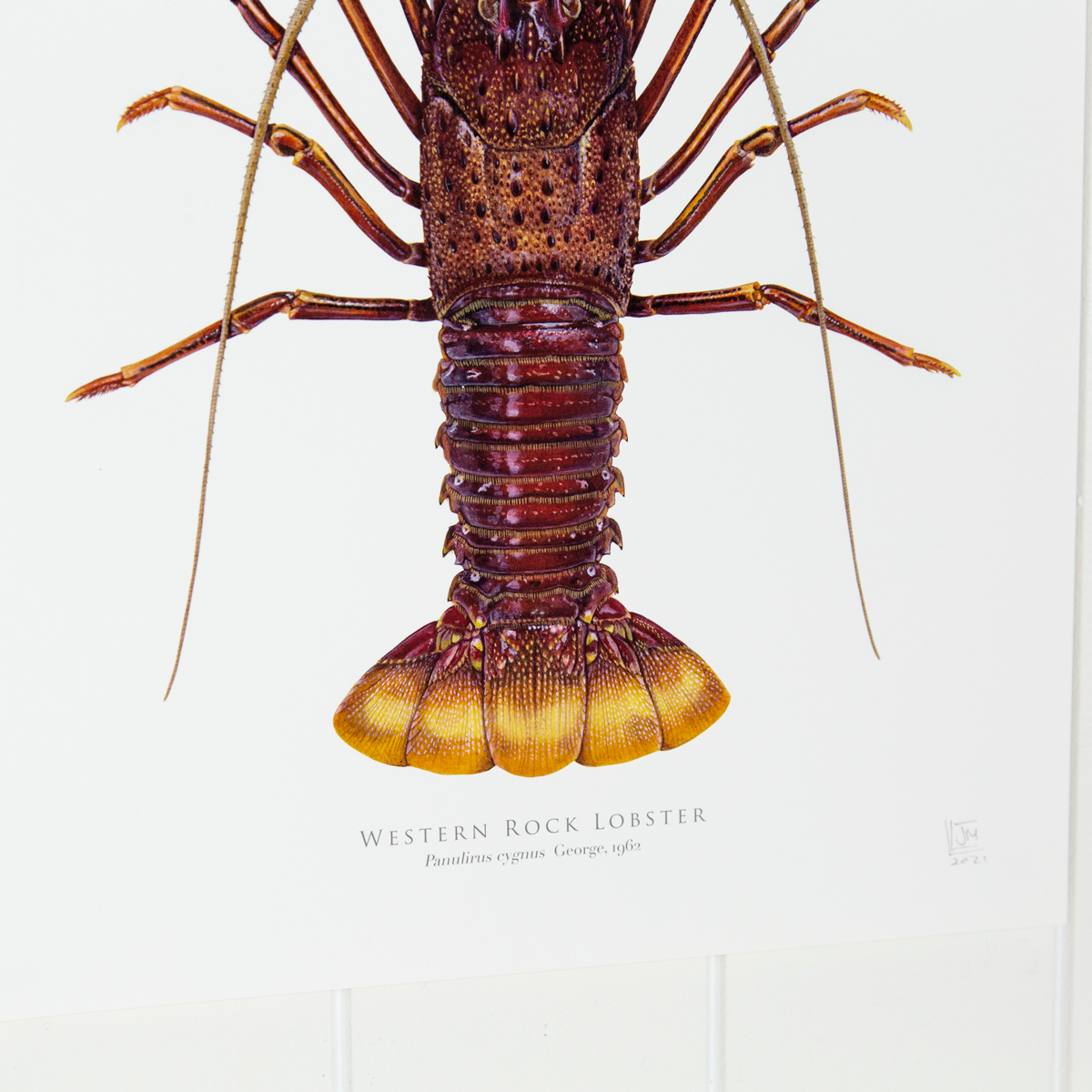 Western Rock Lobster Print