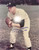 Mickey Mantle Center Field 1951-1968 Signed 11X14 Photograph JSA LOA