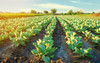 Your Complete Guide to Farm Budgeting